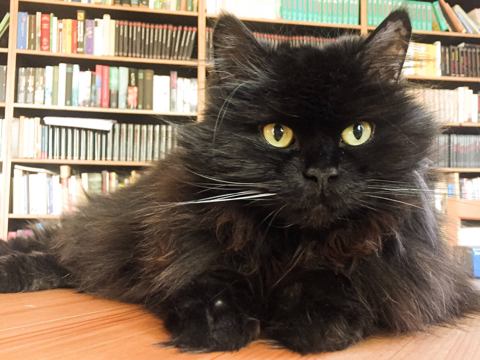 Katzenbücher gehören in jeden Katzenhaushalt.