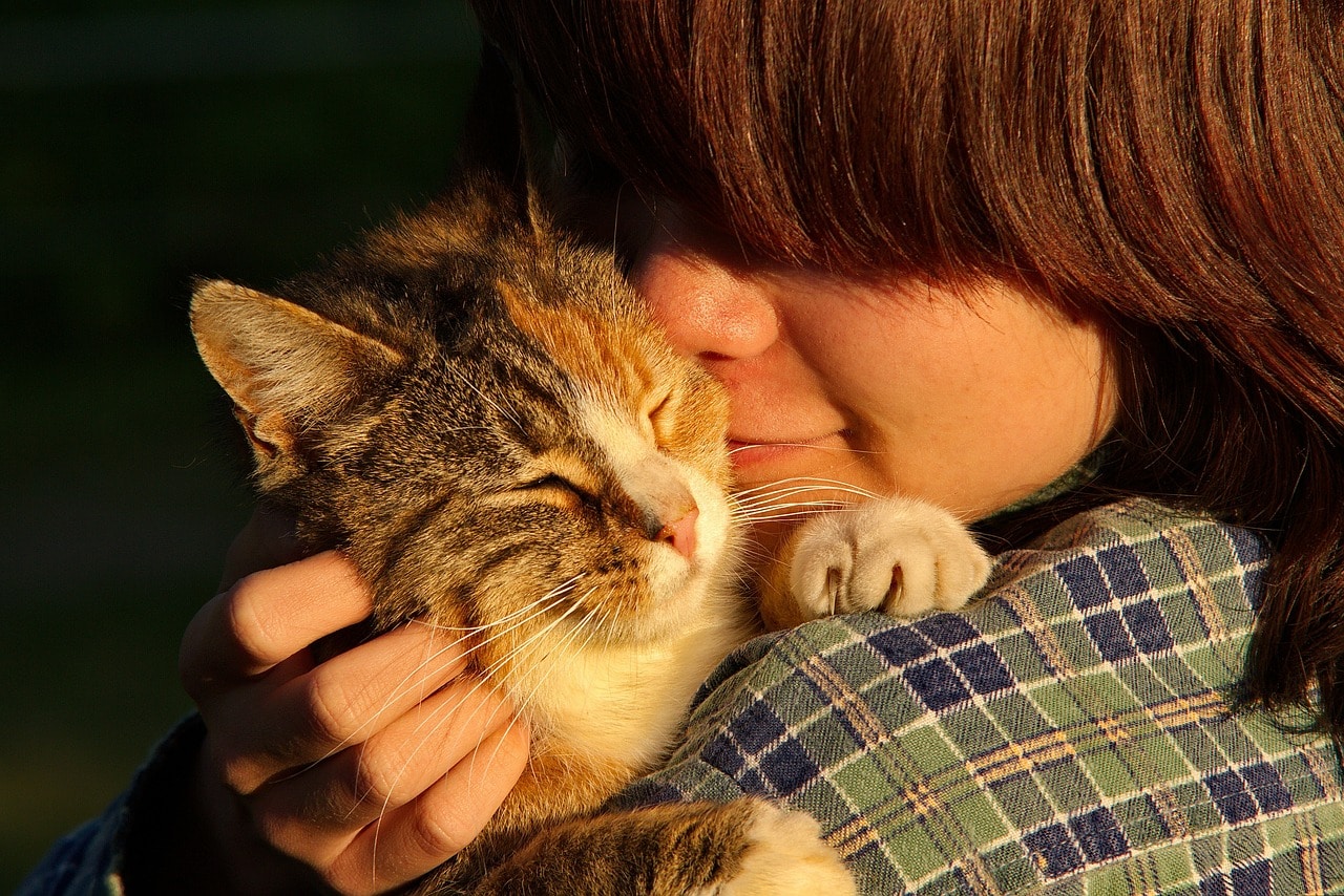 Hat die Sonnenfinsternis Auswirkungen auf Katzen? 