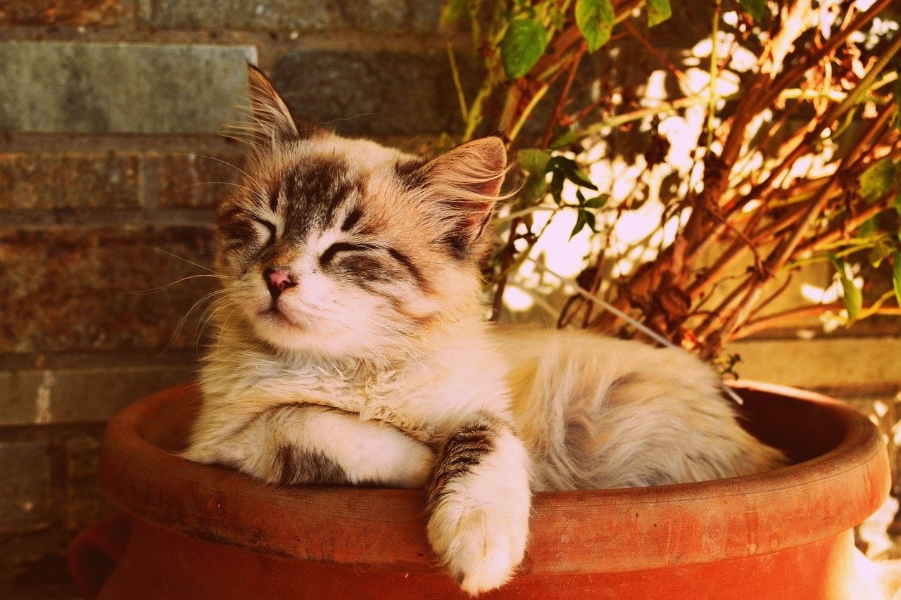 kitten asleep in a pot, beautiful cat asleep, pet portrait